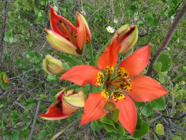 Canadian Rockies-112.JPG - Wood Lily/Field  Area